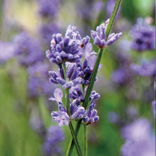 Load image into Gallery viewer, Lavender Artisan Hydrosol
